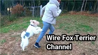 Can you keep up with the speed of a wire fox terrier?