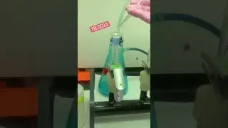 Measuring aggregation in marine bacteria! (Protocool by Dr. Susanne Neuer&rsquo;s lab)
