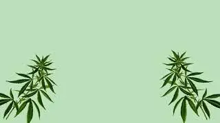 Best tips for growing marijuana plant.. During lockdown
