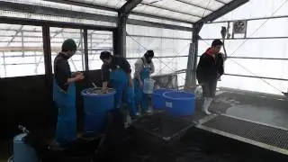 senbetsu bij Isa