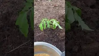 Feeding The worms Corn #homestead #gardening #hack #tomatoes #greenhouse
