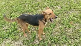 Beautiful Desi Dog 🐕 | Free Roaming Dog in Nature | Real Dog Life Long Video