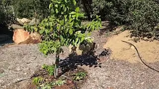 2026 Avocado trees update with trimming and maintenance tips. 