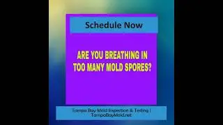 Black Mold Inspection In Brandon FL 813-358-4766 TampaBayMold.net #blackmold #Brandonfl