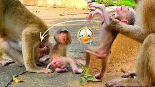 After😭D.r.a.g.g.i.ng Young Mom coaching fun style to baby monkey 😭forcing to walk really fascinating