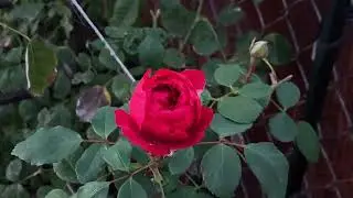 Strange Blooms and the Unpredictable Patterns of Nature