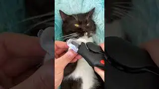 Soothing cat bedtime routine #cat #petnail