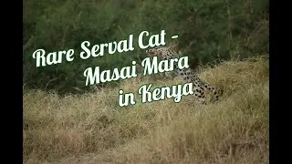 Serval Cat Spotted in Masai Mara | Rare African Wildlife Safari &ndash; Kenya