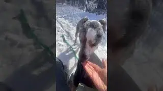 Луну можно взять на воспитание.