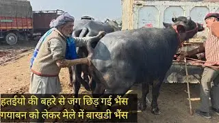 बाखड़ी मुर्रा भैंस चेक पास खरीदो मेरठ up मेले से हर सोमवार हरियाणा जा रही इस मेले से भैंस हर सप्ताह 