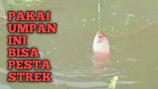 Nila Rawa Kangkung | Tepung Jadi Umpan Jitu!