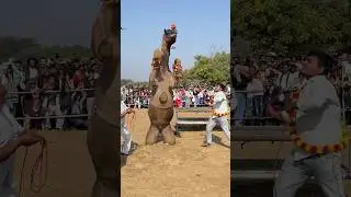 Camel ka mst dance 2025 program Bikaner ||camel festival Bikaner 2025||#youtube #dj #camelfestival