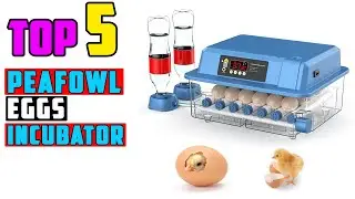 TOP 5 Best Incubator For Peafowl Eggs 2026