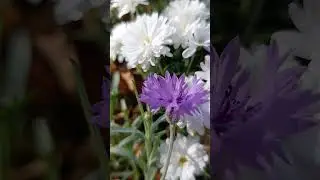 🌲 Wild Animal Encounters 🦌💚 | How to Stay Safe & Respect Nature 🌿🐻
