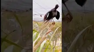 Animal screaming | Part 2 | #edit #animals  #youtubeshorts