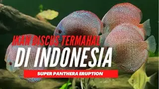 IKAN DISCUS KELAS SULTAN‼️