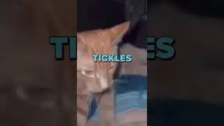Hilarious Cat Tickles Owner and Burps like a Duck! 🦆🤣 | Funny Animal Moments