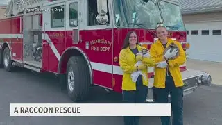 Racoons rescued from building demolition site in Utah