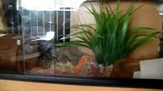 feeding tera corn snake