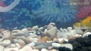 Piranhas vs Goldfish | Aquarium Predator Behavior Study