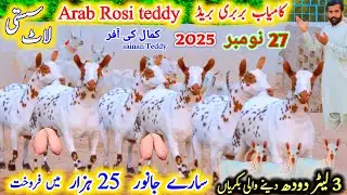 27 November 2025 سونے والی تیار ٹیڈی بکریاں |  Teddy goat,s jiada dudh wali bakriyan 3 bache wali 