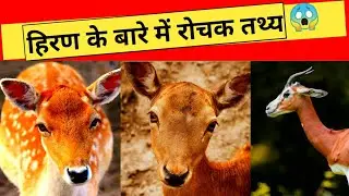 हिरण के बारे में रोचक तथ्य - Amazing Facts About Deer in Hindi !! #shorts