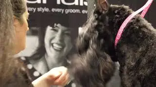 Pet Trim Giant Schnauzer Head Part 1