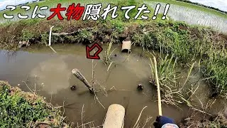 田んぼ水路には大物がいっぱい