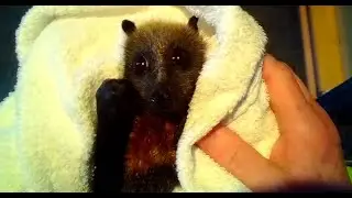 Juvenile flying-fox in care part 4:  this is Lavender Blues