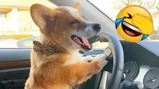 You Can’t Stop Laughing At These Pets 🤣 | Funniest Cats & Dogs 2026 💤 #animals #funny_videos