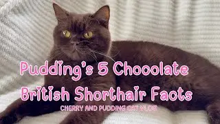 5 Chocolate British Shorthair Facts | Pudding