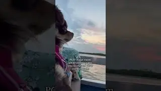 Cute Chihuahua and Pink Skies Make The Perfect Summer Night #dogmom #sunset #cutechihuahua #cruise