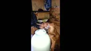 The dog licks milk from a three liter jar !!!