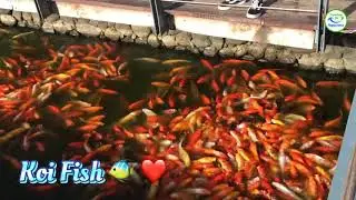 Koi Fish 🐠 Pond / Feeding Koi Fish ❤️ - Travelling for Happiness