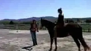 Huge TWH for sale - Great Trail Horse