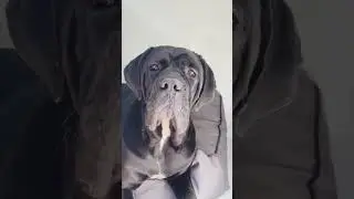 Ultimate Insulated Dog House: Farm & Yard CozyCube Overview and Review