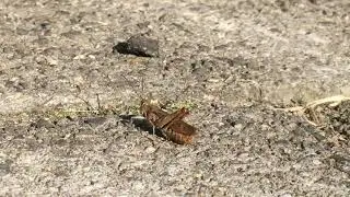 Krekel geluid - cricket sound