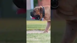 Witnessing Boerboel's True Greatness in Action #shorts #boerboels #protectiondog