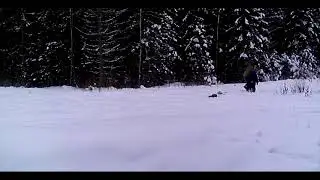 4-aastase pojaga hundij&auml;lgedes/Tracking wolves with my 4 year old son