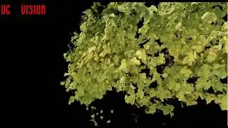 Grape 3D segmentation