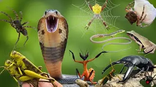 catching spitting cobras in the rice fields