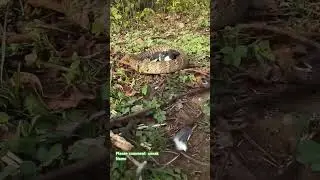 🐍 🐍 snake vs Pigeon 🐦🐦