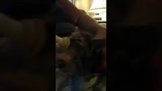 Katy kitten eating paw shaking(4)