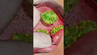 Why You Shouldn&rsquo;t Eat Your Boogers 🤢