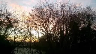 Song thrush dawn chorus
