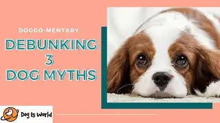 3 Dogs Myths DEBUNKED ! Debunking Dog Myths | Dog Myths You Don't Know Are Not True