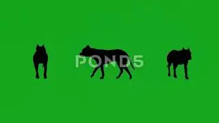 green screen animals videos free download 2D dog walking in different angles Chromakey rendering