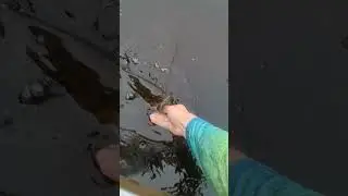 beautiful smallie release vid #fishing #canada #bass