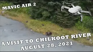 Grizzly Bears at Chilkoot River - August 28 - 2021
