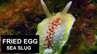 FRIED EGG SEA SLUG ( Diaphorodoris luteocincta ) / Scuba diving Ireland